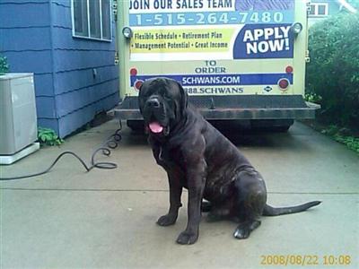 Stud Dogs - Mastiff